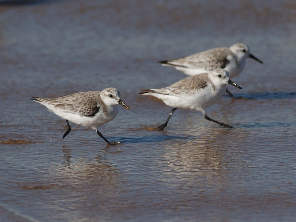 Pulmussirri, Sanderling, Calidris alba